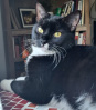 Cat Image 1