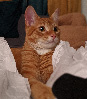 Cat Image 2
